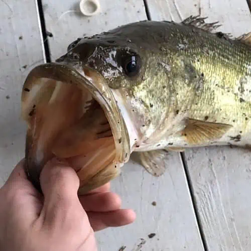 Largemouth bass' gaping mouth