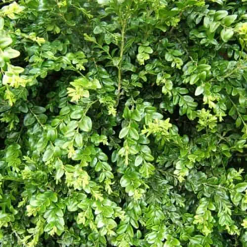 Boxwood leaves