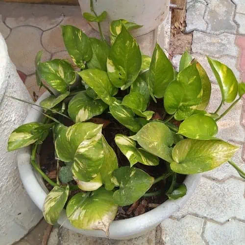 Pothos plant in pot