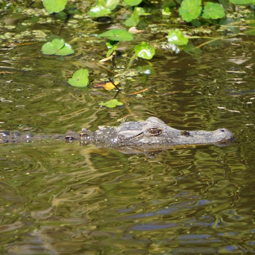 List of Dangerous Swamp Animals 2023 [Updated] - Pond Informer