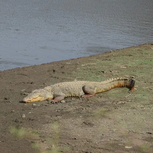 Mugger crocodile basking