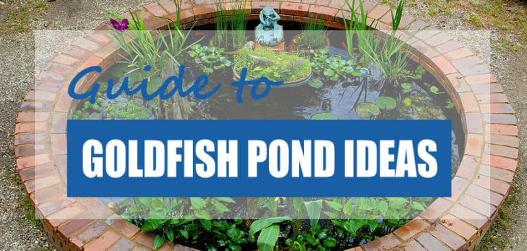 A closer look at Themed Goldfish Pond Designs For Parties