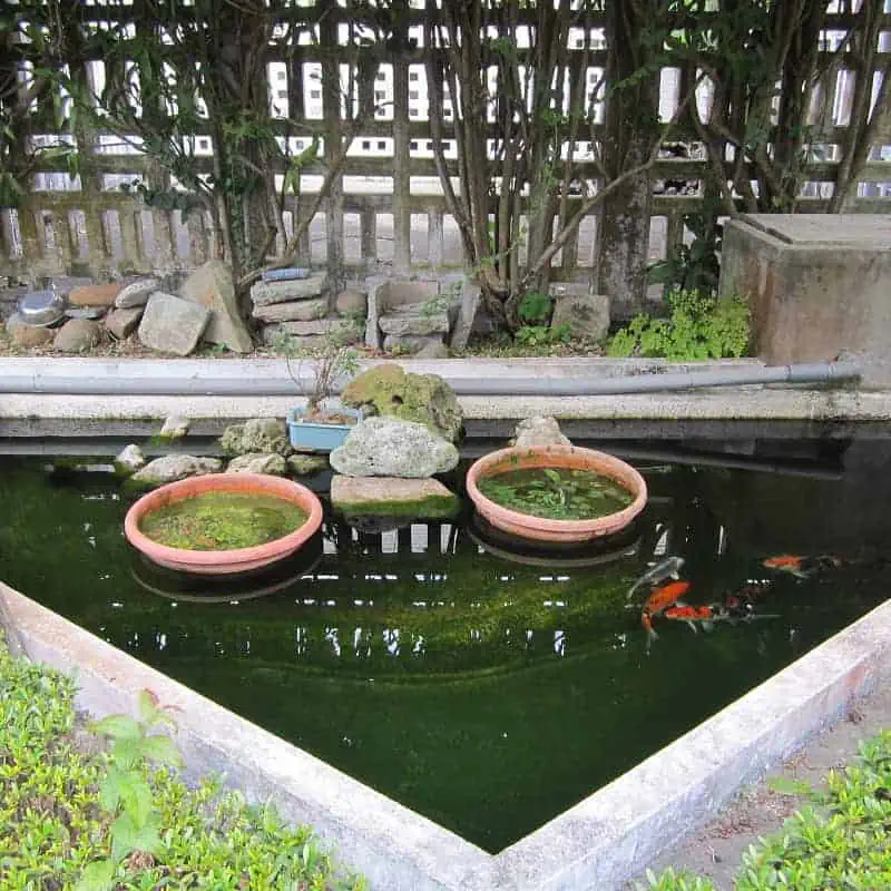 Triangular goldfish pond