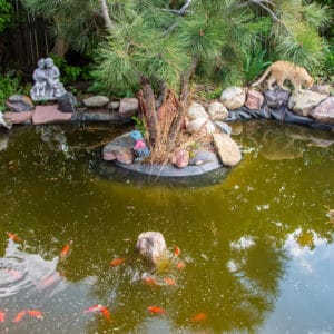 30 Outdoor Goldfish Pond Design Ideas - Pond Informer