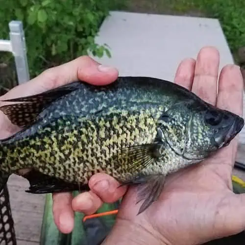 19 Fish Species in Lake of the Woods (Updated) - Pond Informer