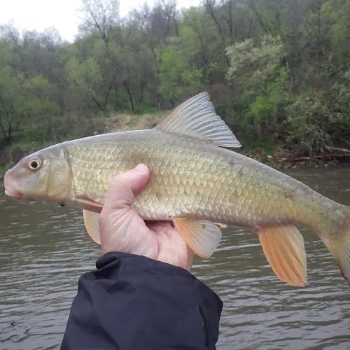 Person holding golden redhorse