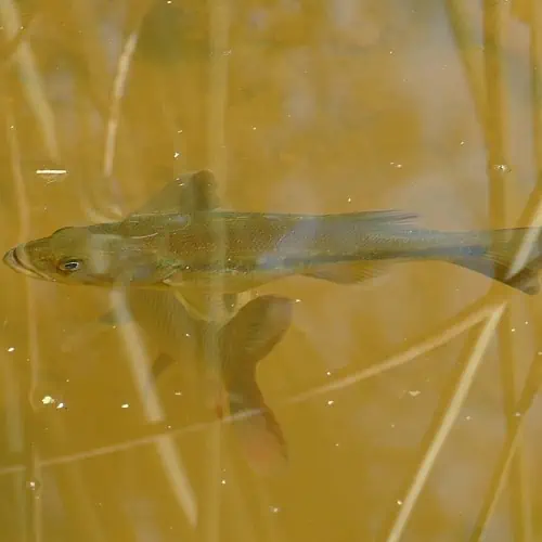 Largemouth bass underwater