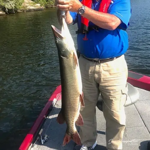 Caught muskellunge