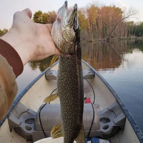 Caught northern pike