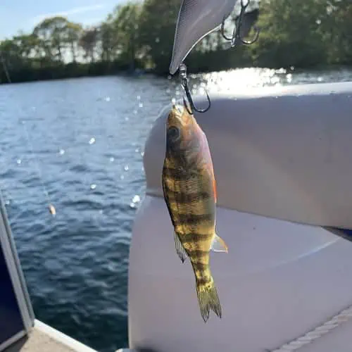 Yellow perch on hook