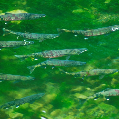 Chum salmon in Kitoi Bay, Alaska