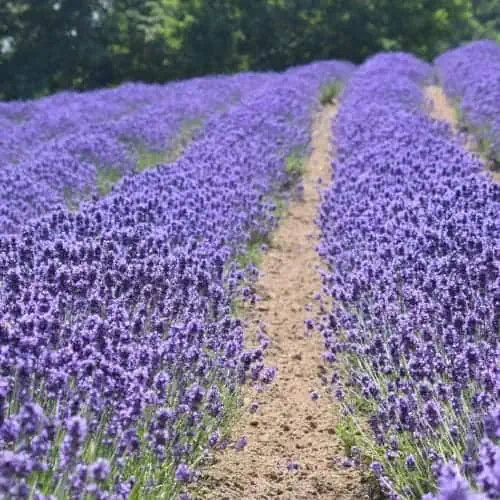 Lavender field