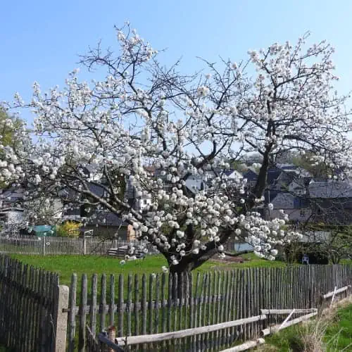 Cherry tree with flowers