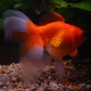 16 Types of Common and Fancy Goldfish (With Pics) - Pond Informer