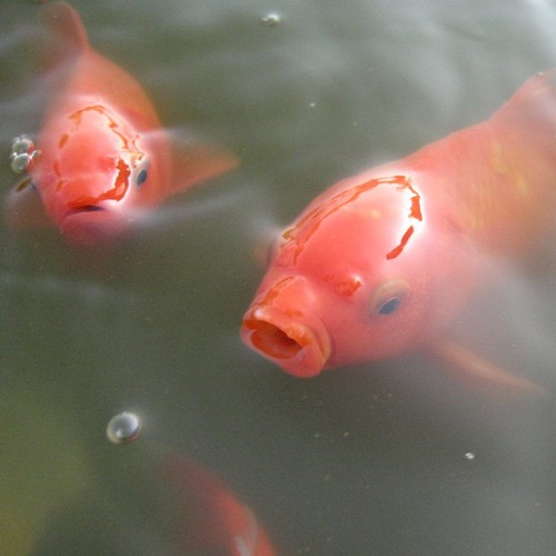 Common goldfish in pond