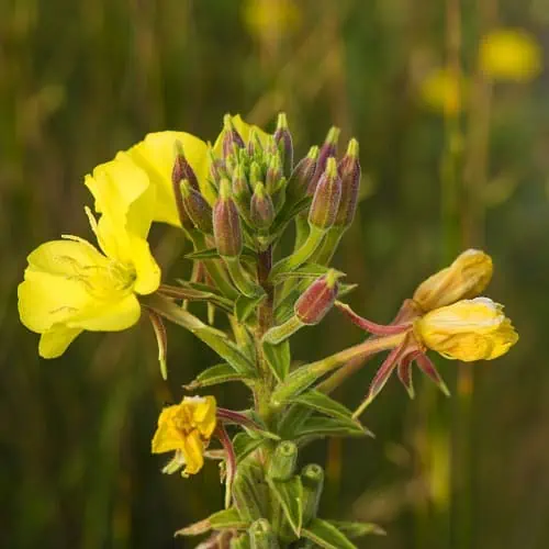 Oenothera biennis