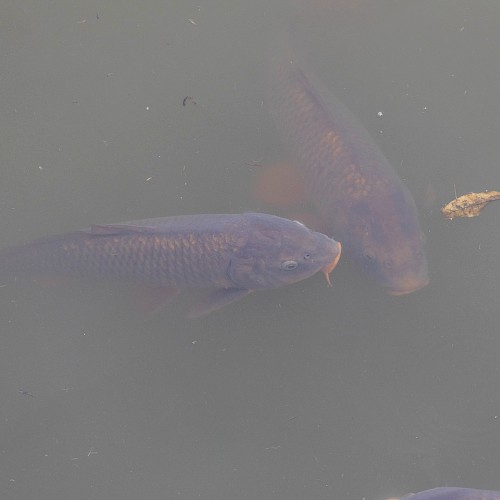 Common carp
