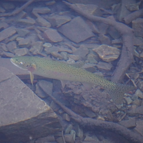 Cutthroat trout underwater