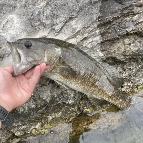 Smallmouth bass