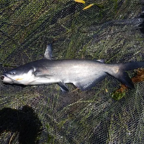 Blue catfish in net