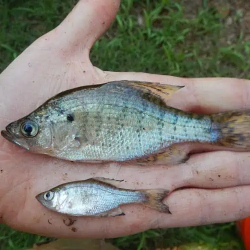 White crappies in hand