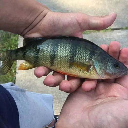 Person holding yellow perch