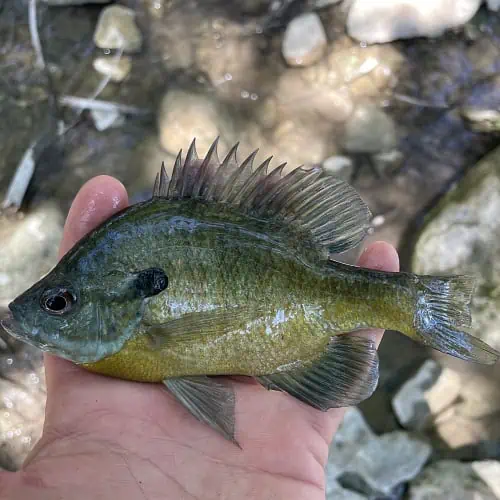 20 Fish Species in the Mississippi River (Updated) - Pond Informer