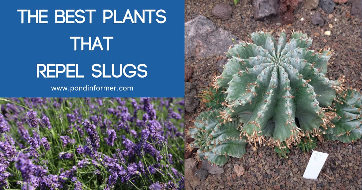9 Best Plants That Repel Slugs 2023 [Plants Slugs Hate] Pond Informer