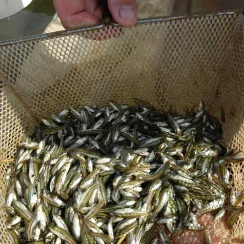 Largemouth bass fingerlings