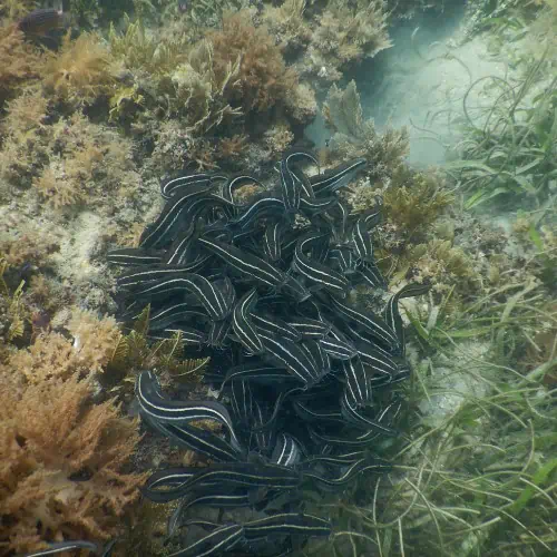 Group of striped catfish
