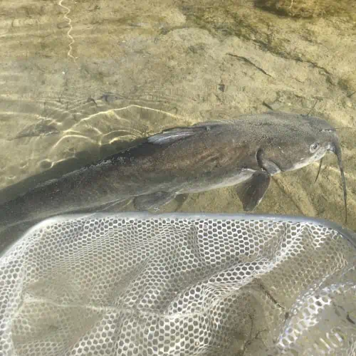 Channel catfish