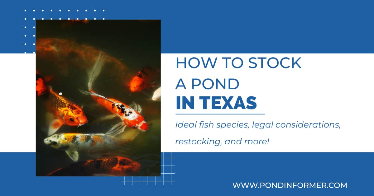 How to Stock a Pond in Texas (Tips, Species, Guidelines) Pond Informer