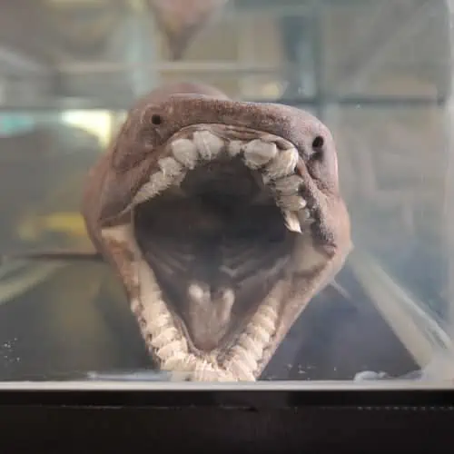 Frilled shark teeth