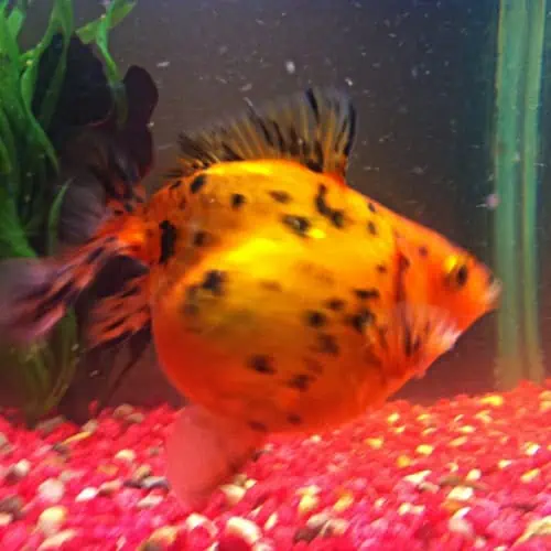 Goldfish full of eggs