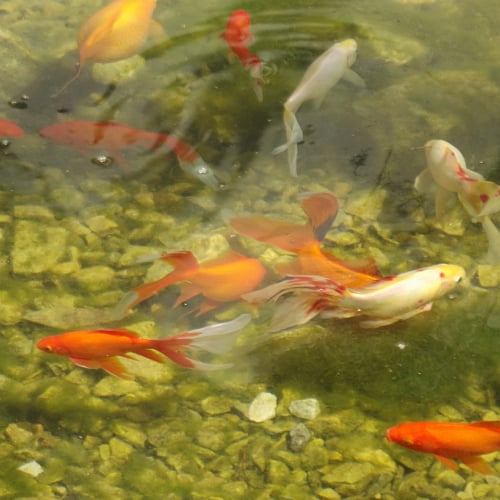 Pond goldfish