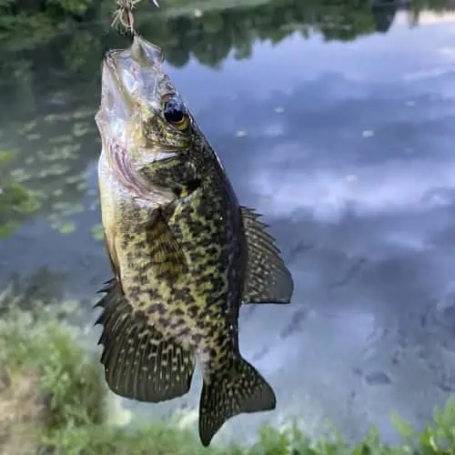 Caught black crappie