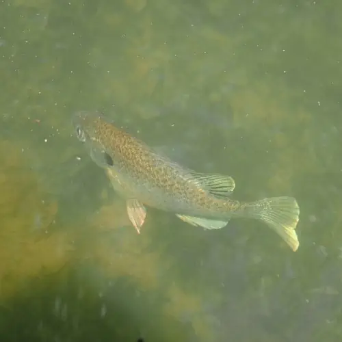 Bluegill in water