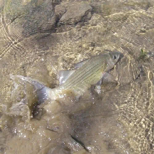 White bass in water