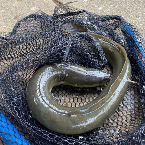 American eel in net