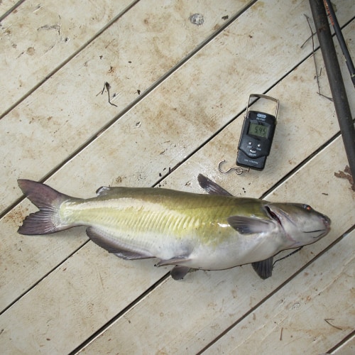 Caught channel catfish