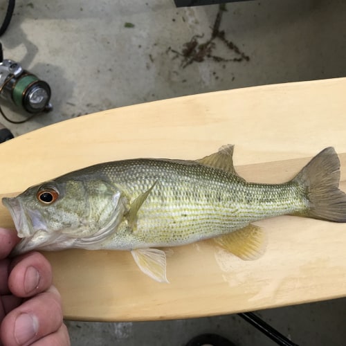 Caught Guadalupe bass