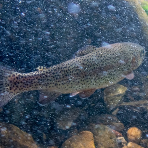 Rainbow trout swimming