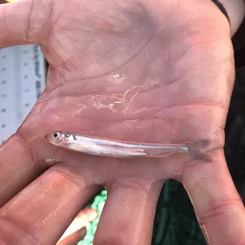 Rainbow smelt in hand