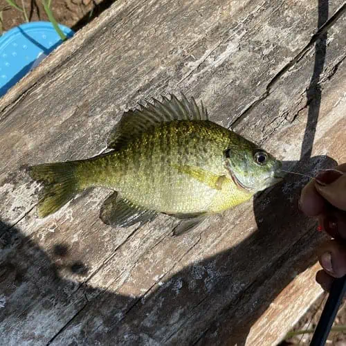Bluegill