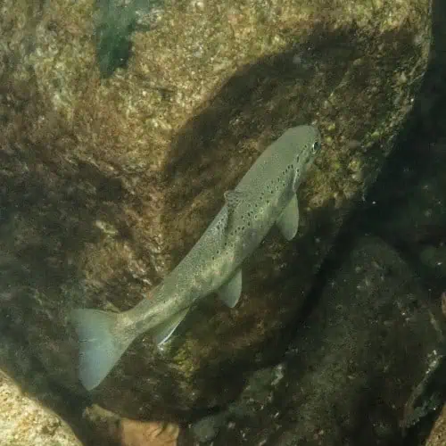 Brown trout underwater