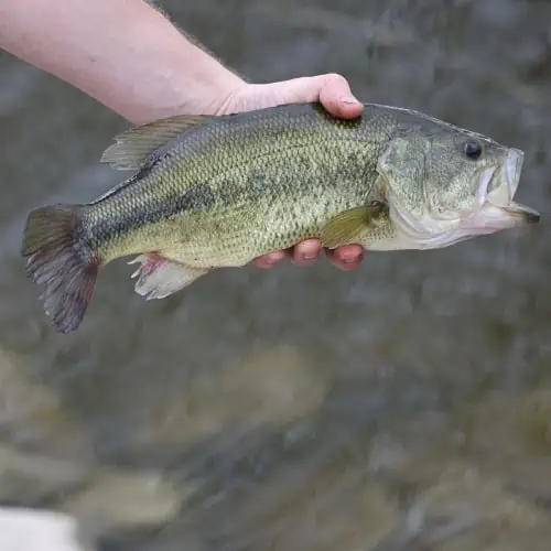 Largemouth bass in hand