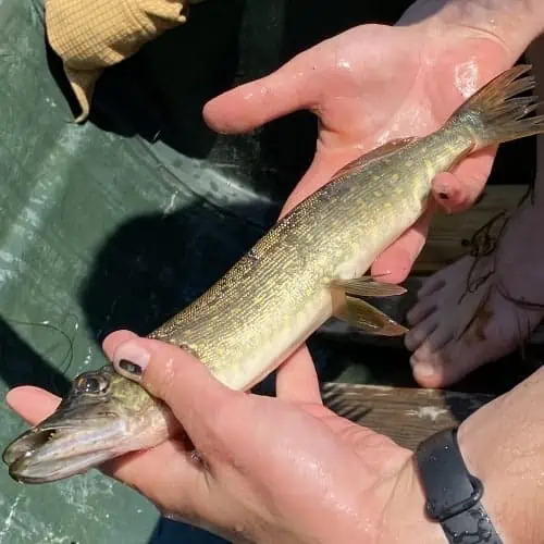 Person holding northern pike