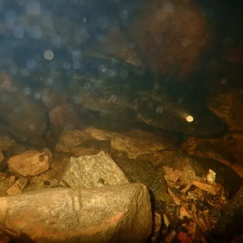 Walleye underwater