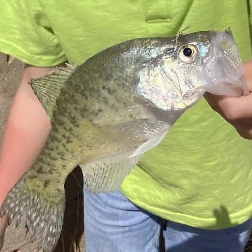 Caught white crappie