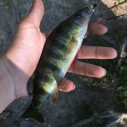 Caught yellow perch